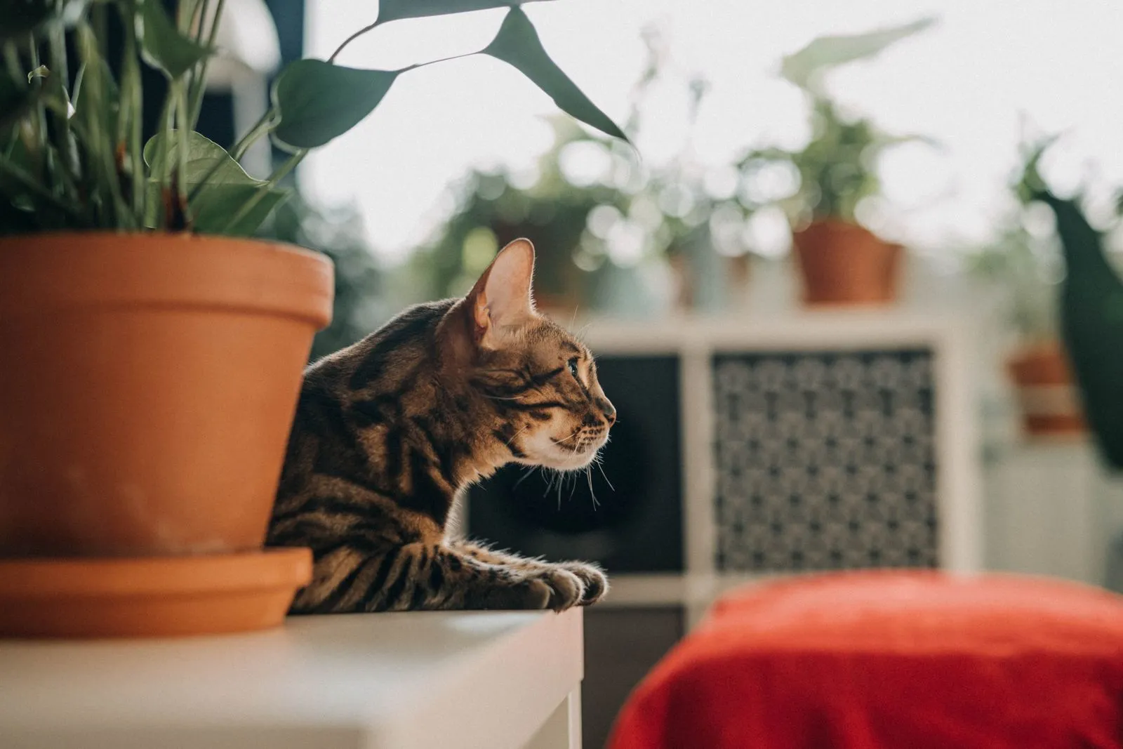 A Bengal cat lounges indoors surrounded by vibrant houseplants on a sunny day.